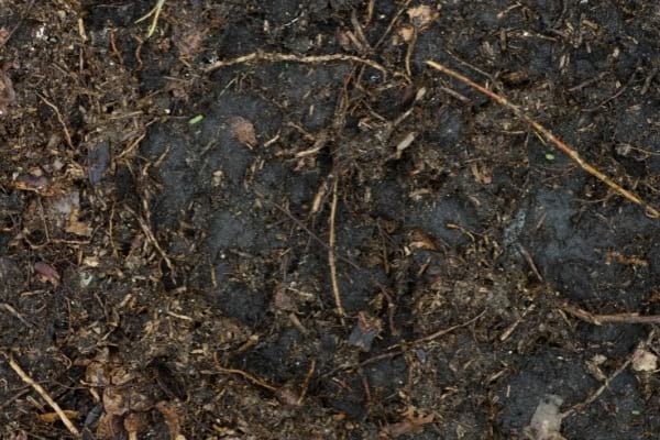 Des feuilles mortes transformées en humus