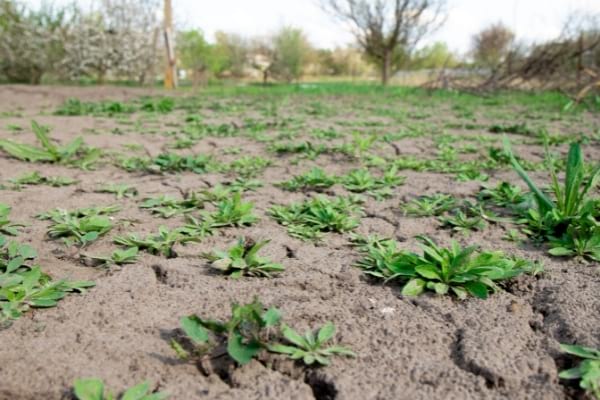 Une terre nue avec des mauvaises herbes