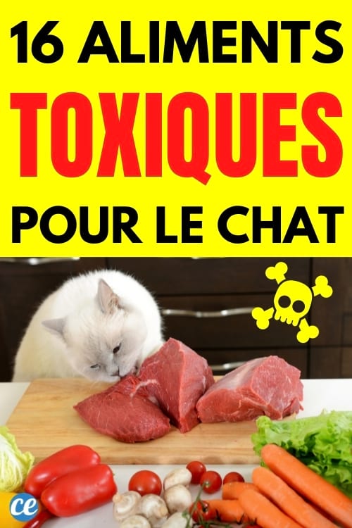 quels sont les aliments interdits pour le chat