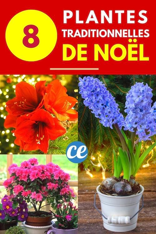 8 belles plantes traditionnelles de Noël pour décorer sa maison pendant les fêtes