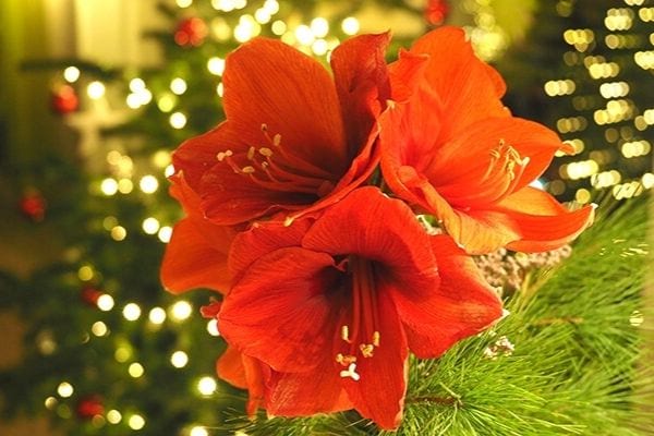 trois bulbes d'amaryllis rouges