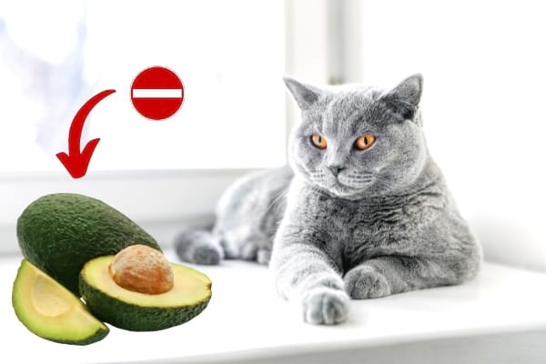 aliment toxique pour le chat : avocat