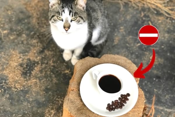 chat à côté d'une tasse de café