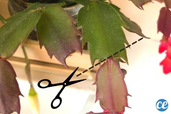 comment bouturer un cactus de noel branche cassée