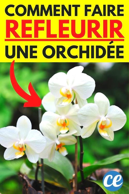 Comment faire refleurir une orchidée tous les ans ?