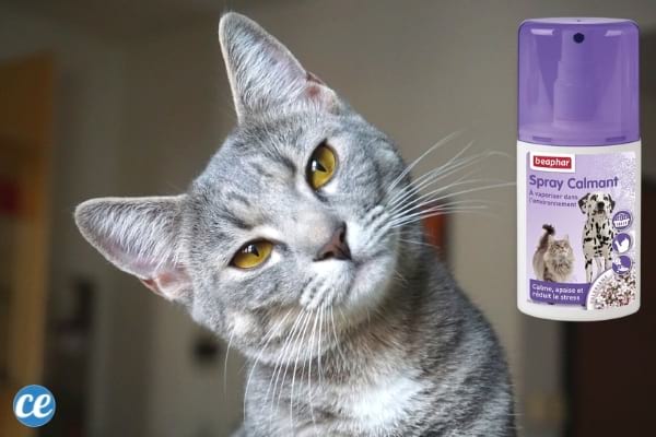 Réduire le stress du chat facilement chaton