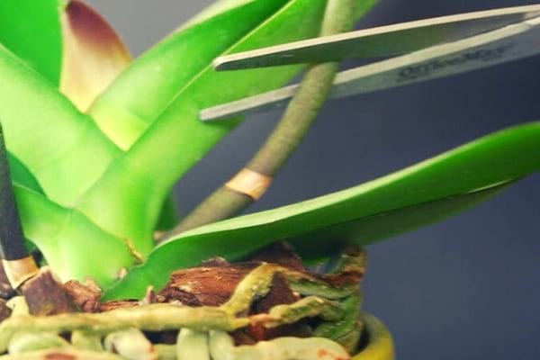 ciseaux pour couper la tige de l'orchidée