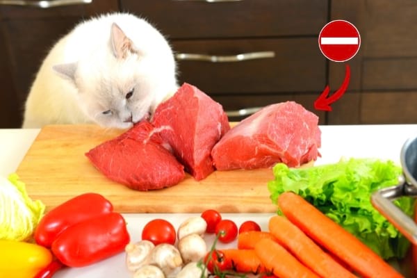 chat blanc qui mange un gros morceau de viande