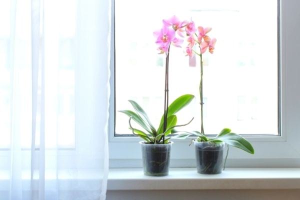 Deux orchidées d'intérieur devant une fenêtre
