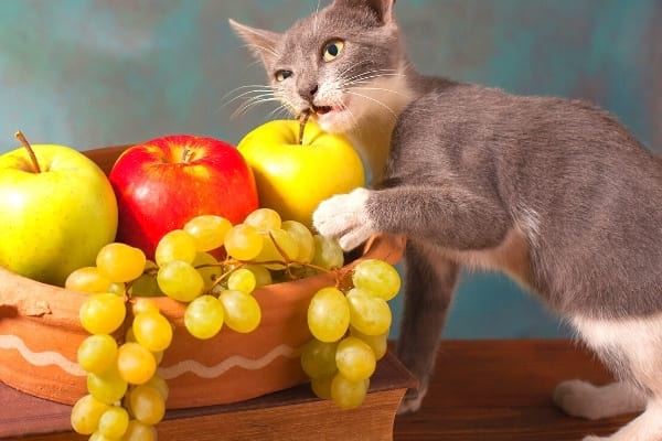 chaton qui croque une pomme et du raisin