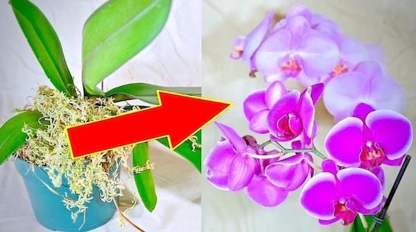 Une orchidée qui n'a pas de fleurs et après avec des fleurs grâce à nos astuces