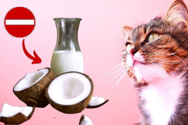 aliment poison pour le chat : lait de coco