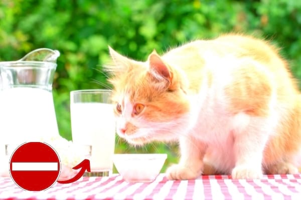 chat qui boit une coupelle de lait