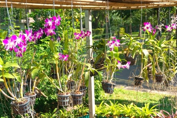 orchidée rose pendue dehors