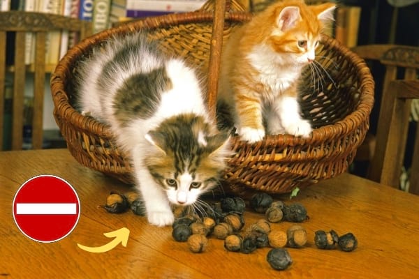 chaton qui joue avec des noix et des noisettes