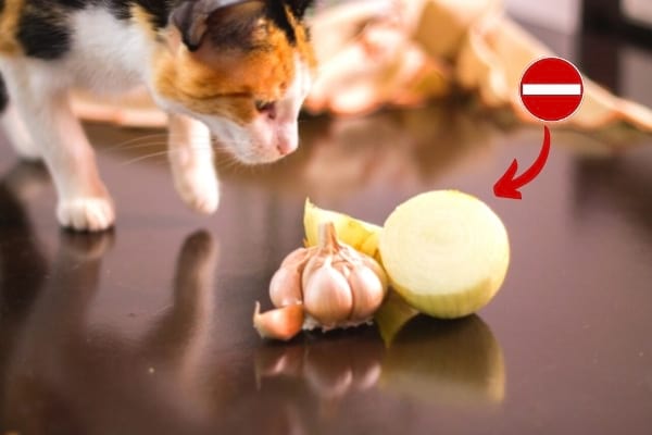 chat qui renifle un oignon