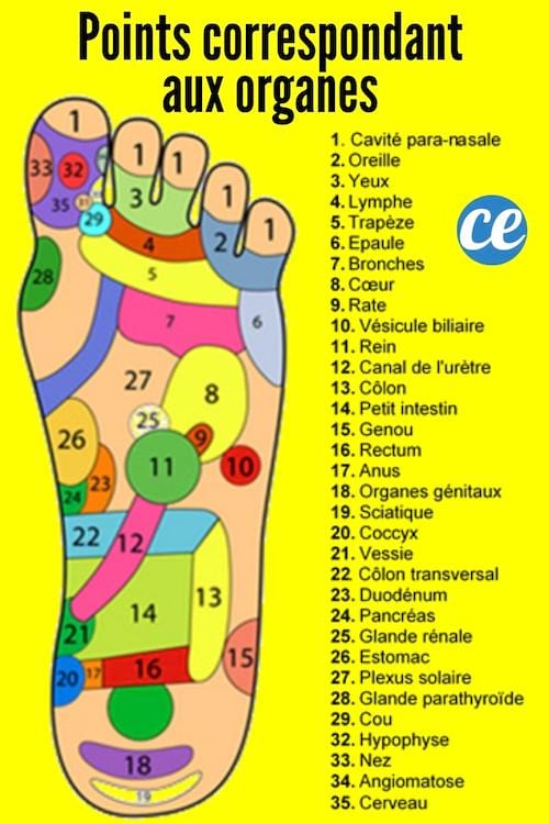 Infographic with the reflexology points under the feet with the different organs 