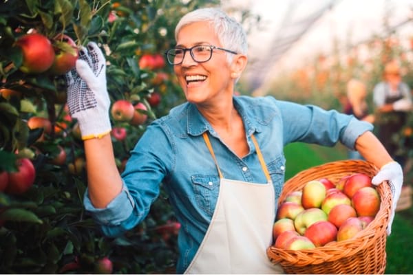 La pomme aide à prévenir la maladie d'Alzheimer.