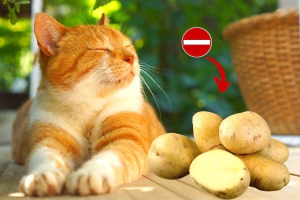 chat ne mange pas de pommes de terre crues