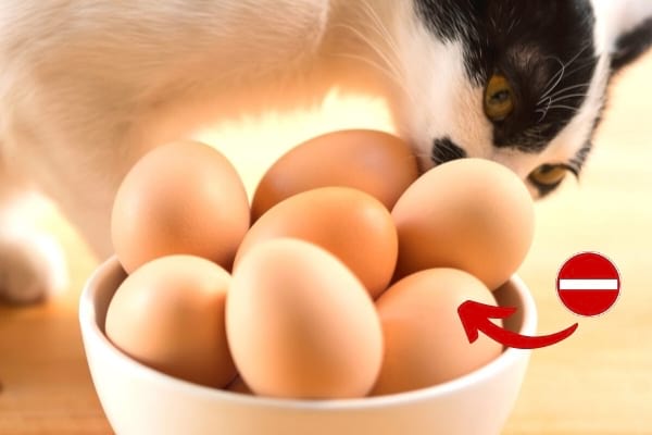 chat qui renifle des oeufs