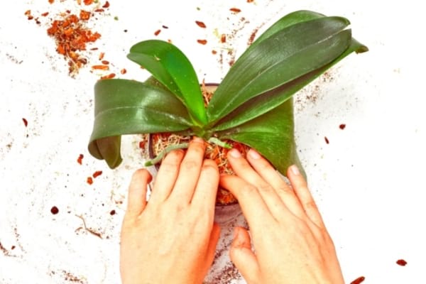 comment rempoter une orchidée