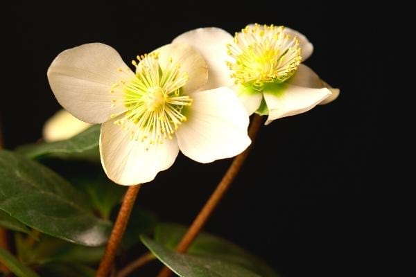 Hellébore fleur de Noël extérieure