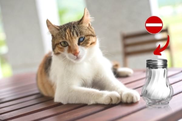 chat avec uns salière sur la table