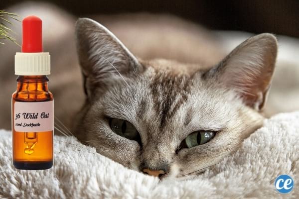 Fleur de Bach pour les chats