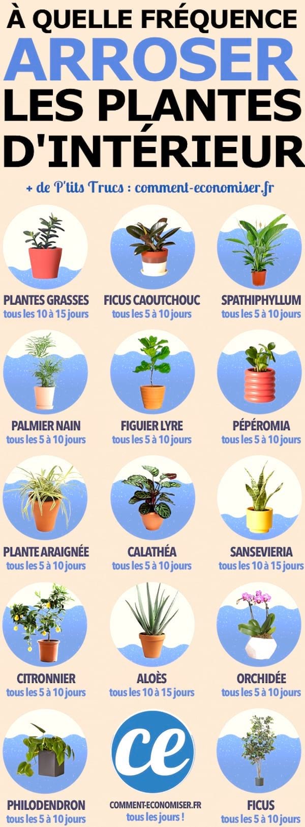 Guide to knowing how often to water your plants