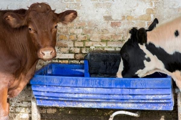 vaches avec abreuvoirs eau de pluie