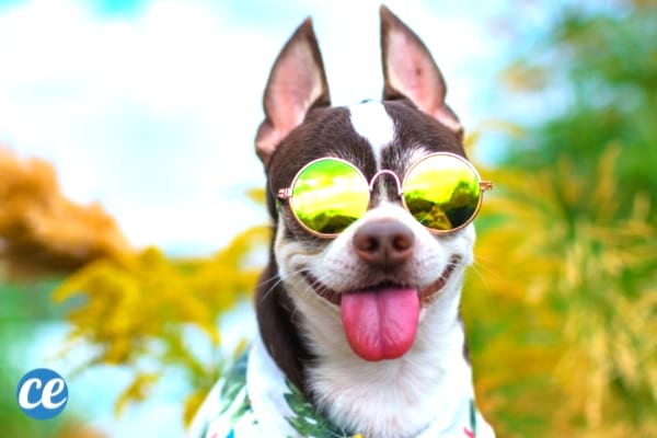 Vous vous ennuyez ? Créez un compte Instagram pour votre animal de compagnie.