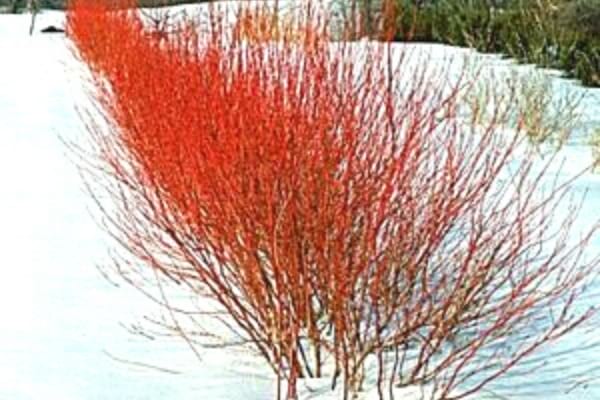 branches rouges de cornouiller sous la neige