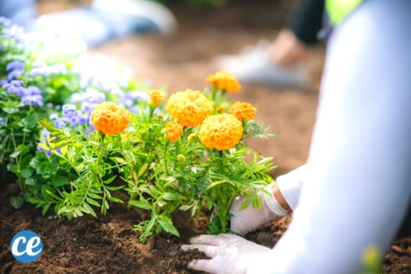 Faire du jardinage est un bon moyen de combattre l'ennui.