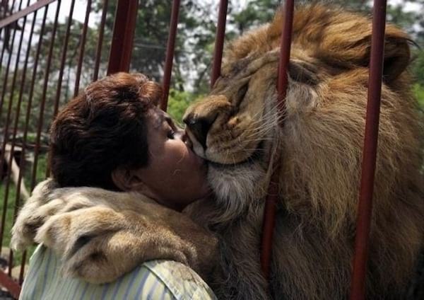 Une femme faisant un câlin à un lion à travers des barreaux rouge