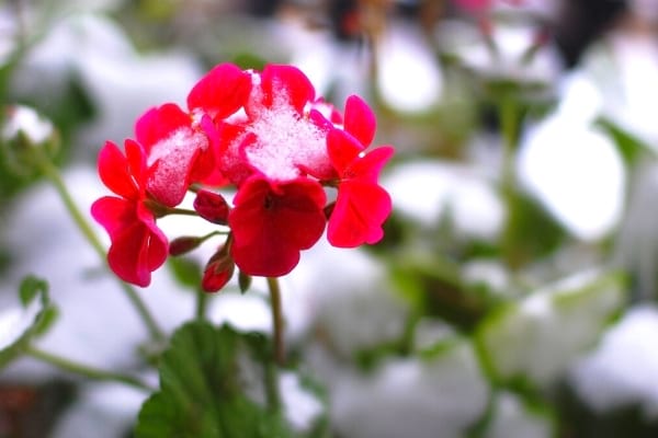 géranium vivace rose sous la neige