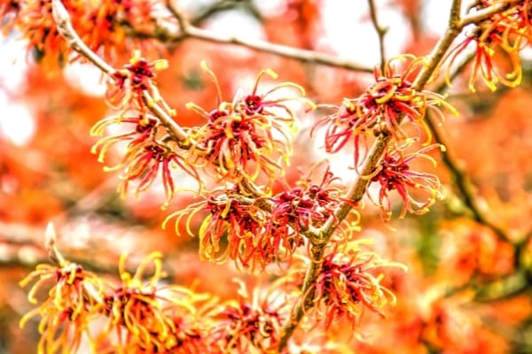 fleurs d'hamamélis en automne