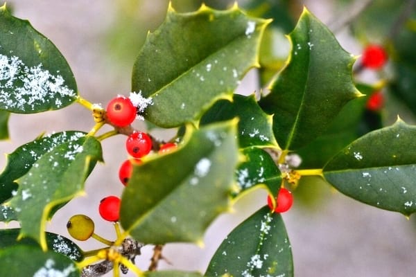 feuilles de houx en hiver