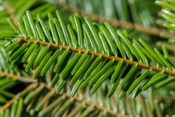 des épines de sapin ou de pin pour guérir un nez irrité