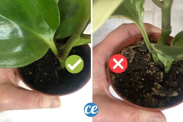 Uma planta com solo úmido e uma planta com solo seco