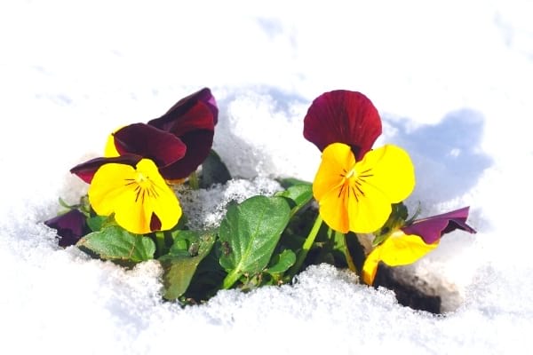 pensées jaunes et bordeaux sous la neige
