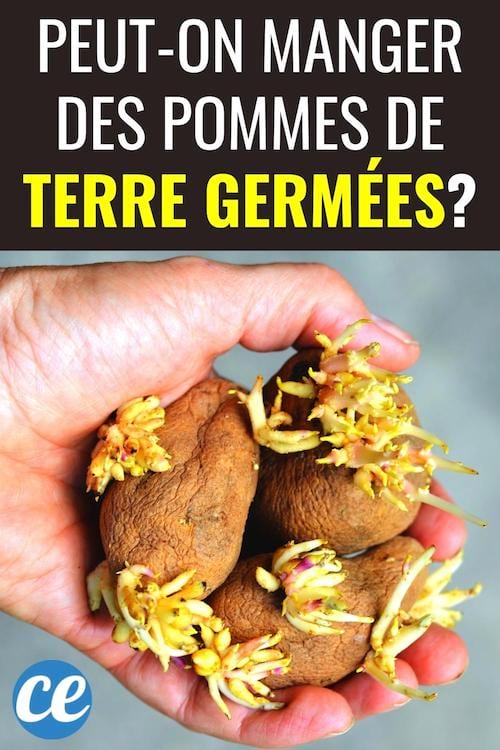 PeutOn Manger des Pommes de Terre Germées Sans Risque