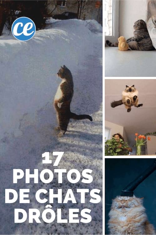 des photos de chats drôles