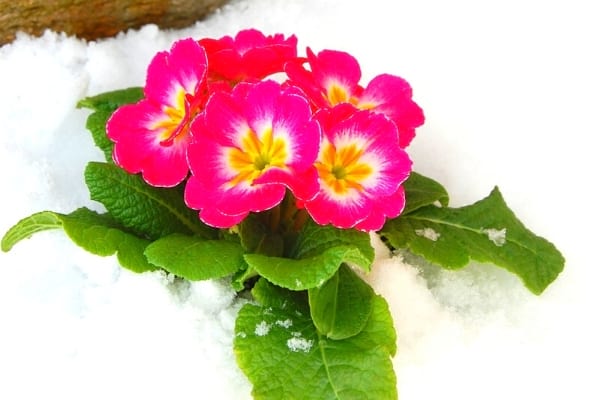 primevère rose sous la neige