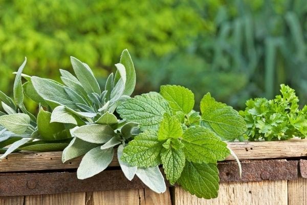 de la sauge et de la mélisse pour soigner un nez irrité