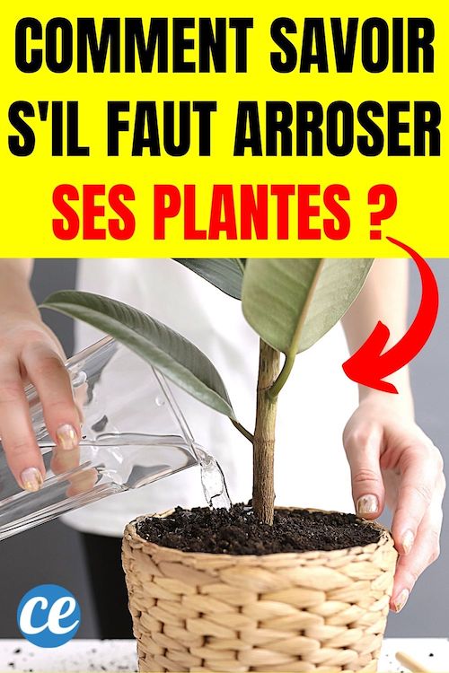 Comment Je Fais Pour Savoir Quand Il Faut Arroser Mes Plantes