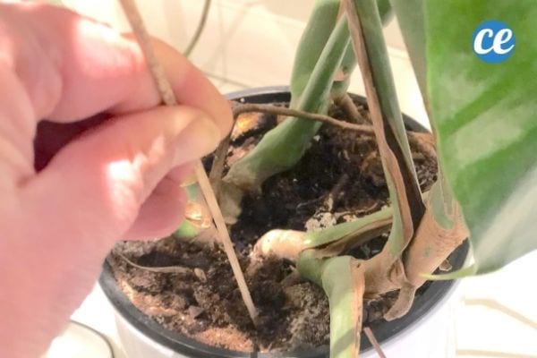 Enfie um palito na terra do vaso para saber se está úmido e se a planta precisa de água