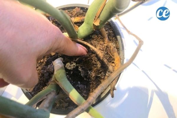 Colocar o dedo na terra do vaso para saber se está úmido e se a planta precisa de água