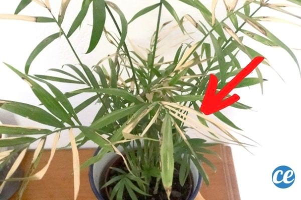A plant that needs water with yellowing leaves