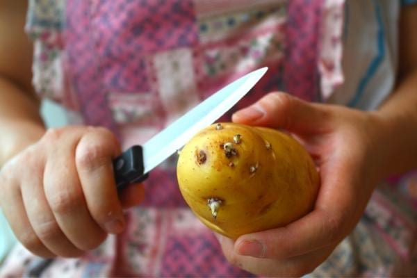 Une patate germée à découpée pour en faire pousser d'autres
