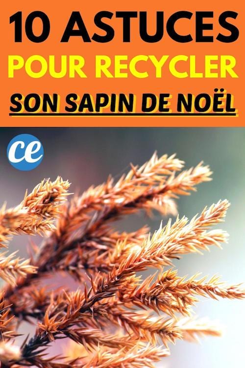 10 Astuces Pour Recycler Son Sapin de Noël